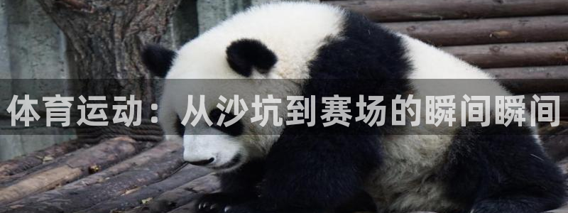 熊猫体育app官方下载最新版