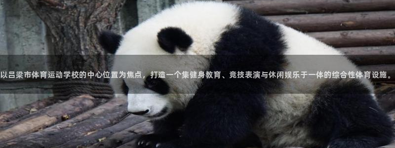 熊猫体育app下载安装